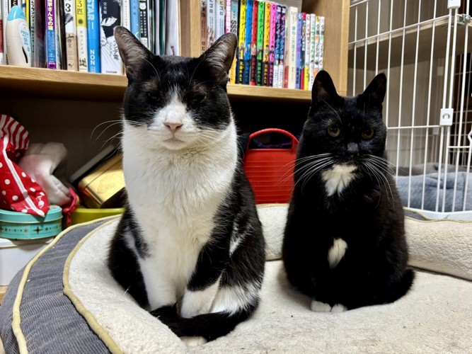 ペットベッドにきちんと座る2匹の猫
