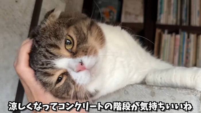 ママさんに頭を撫でられるスコティッシュフォールド