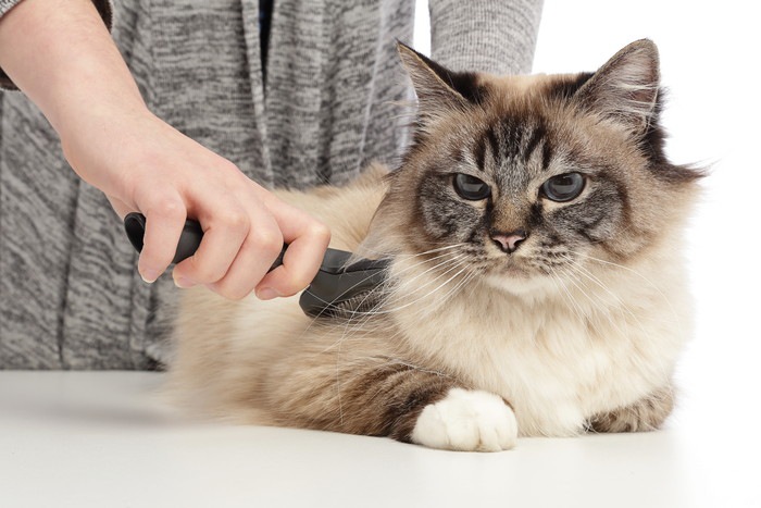 ブラッシングされる長毛の猫