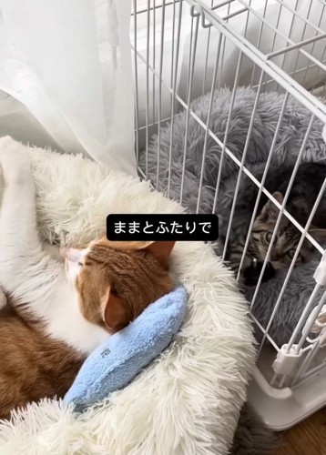 ケージ越しの2匹の猫