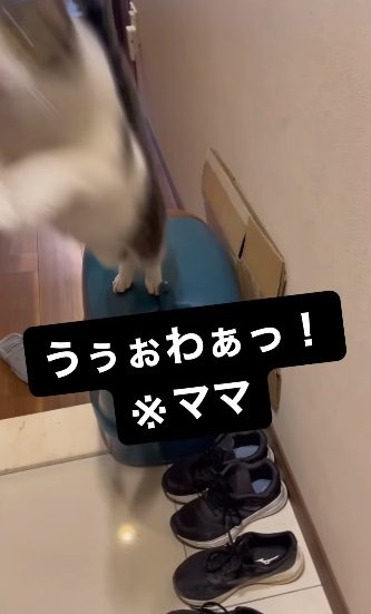 ドッグキャッチ風