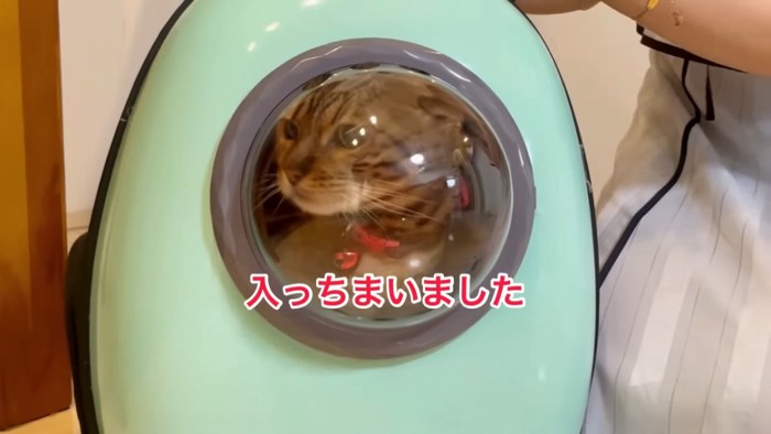 赤い首輪の猫