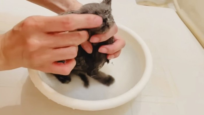 ママに洗われる灰色子猫