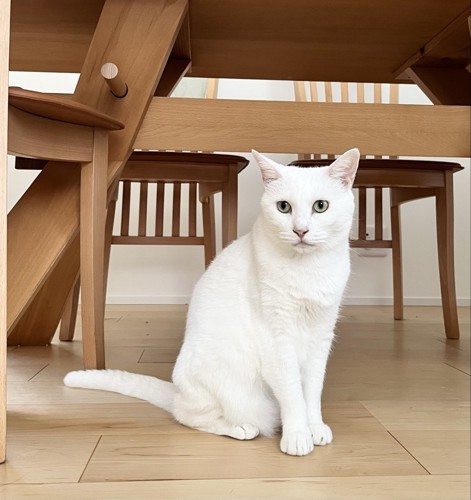 おすまし白猫ちゃん