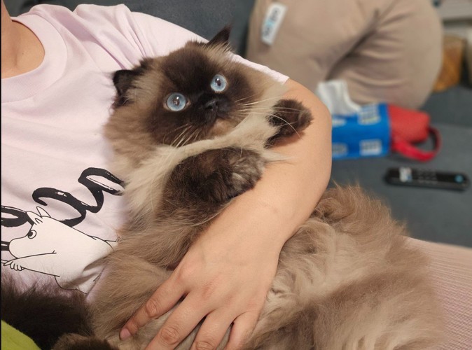 人に抱かれている猫