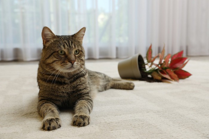 倒れた観葉植物と猫