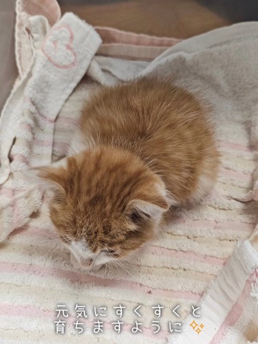 上から見た子猫