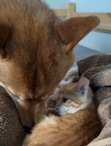 子猫に顔を近づける犬