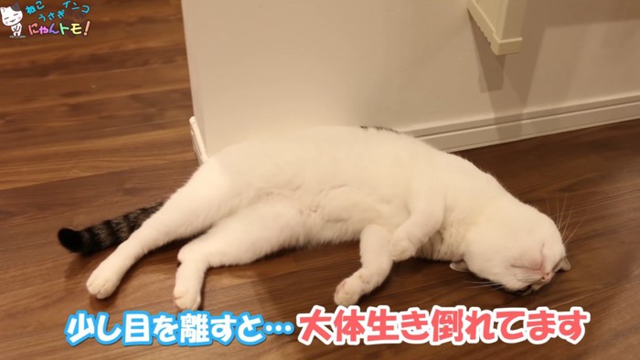 横になる猫