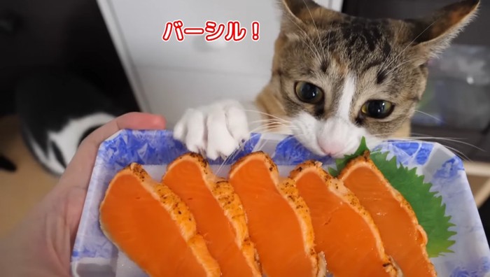 サーモンのパックに噛みつく三毛猫