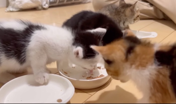 横の猫の餌まで食べる猫