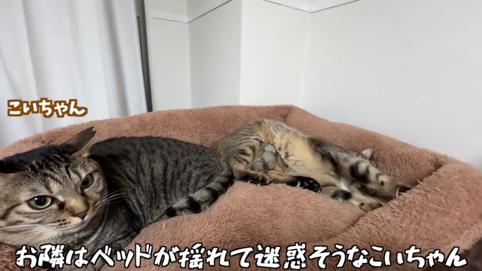 迷惑そうなこいちゃん