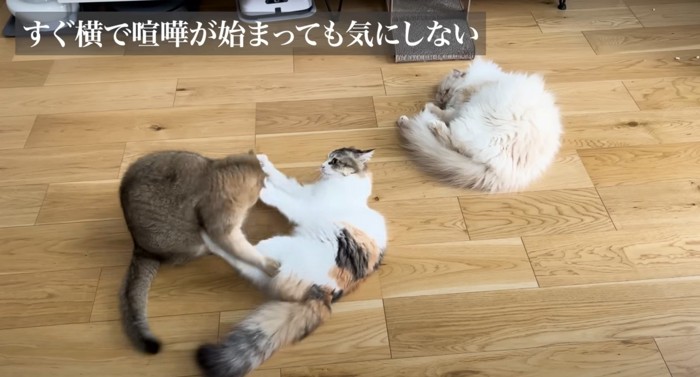 猫3匹と文字