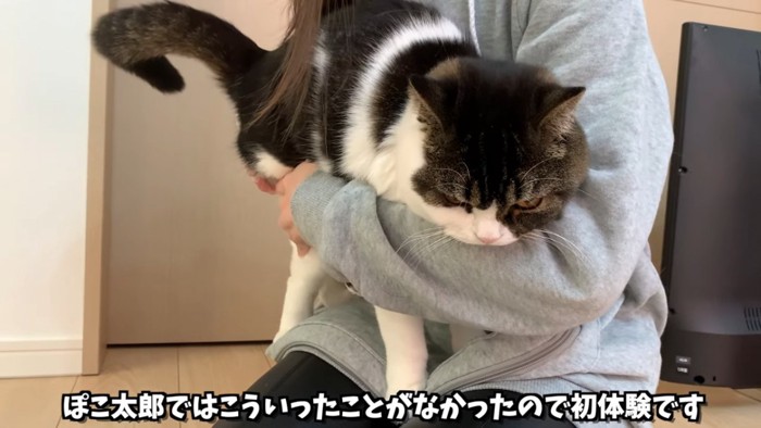 人の膝の上でお尻を拭かれる猫