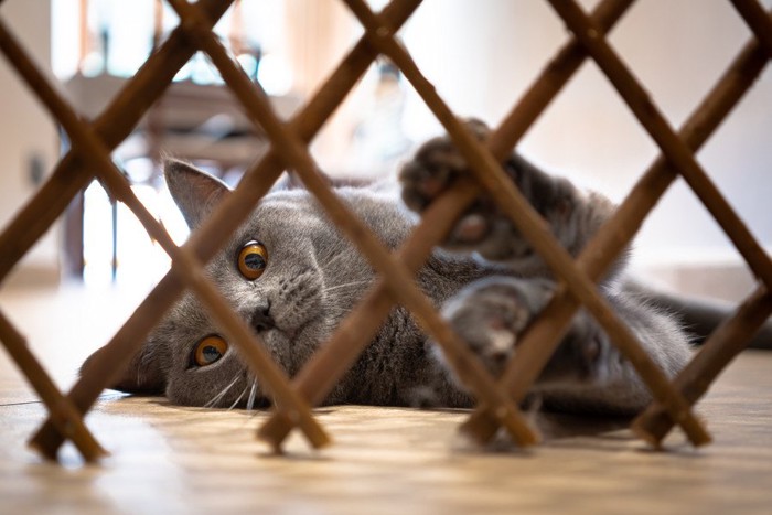 柵が気になる猫