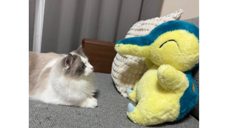 ぬいぐるみと猫