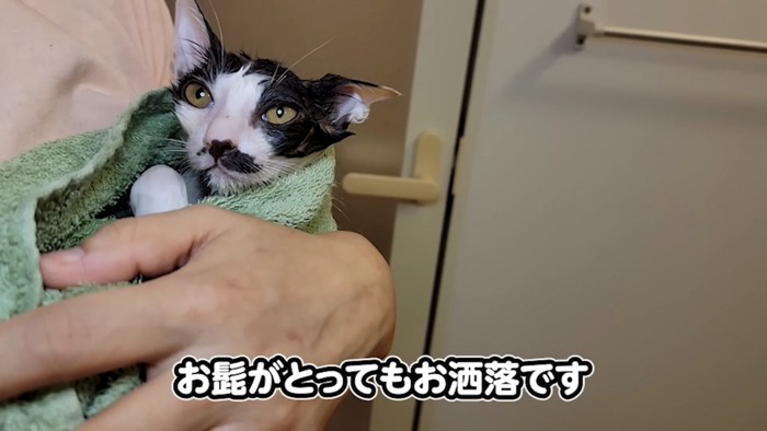 タオルで包まれた子猫