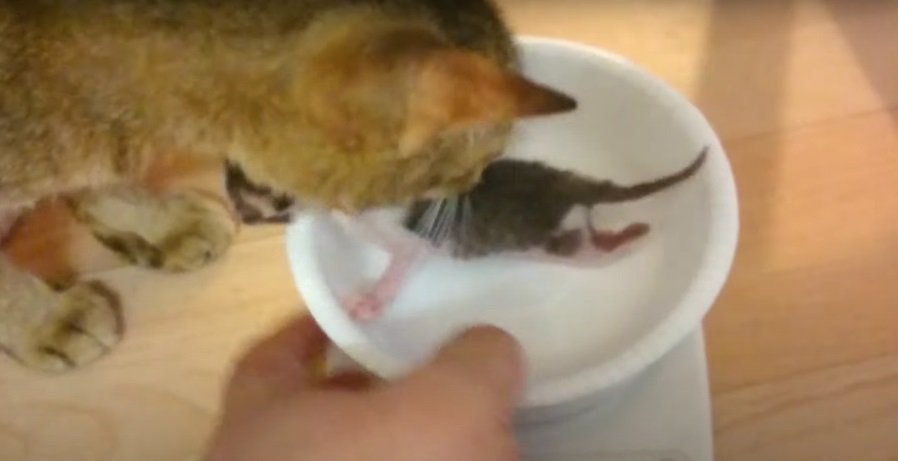 量りの上の子猫に近寄る母猫