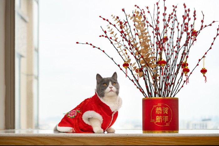 中国服を着た猫