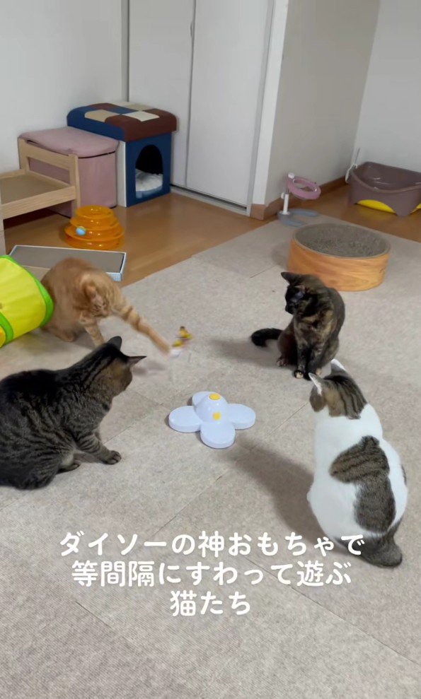 おもちゃを囲む猫たち