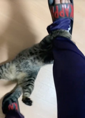 両足で足にしがみつく猫