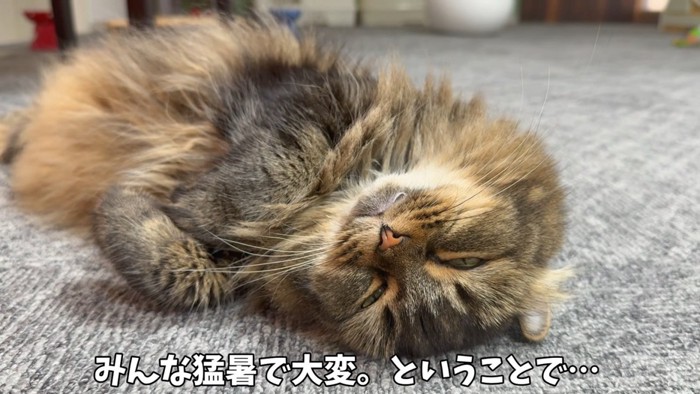 眠る猫