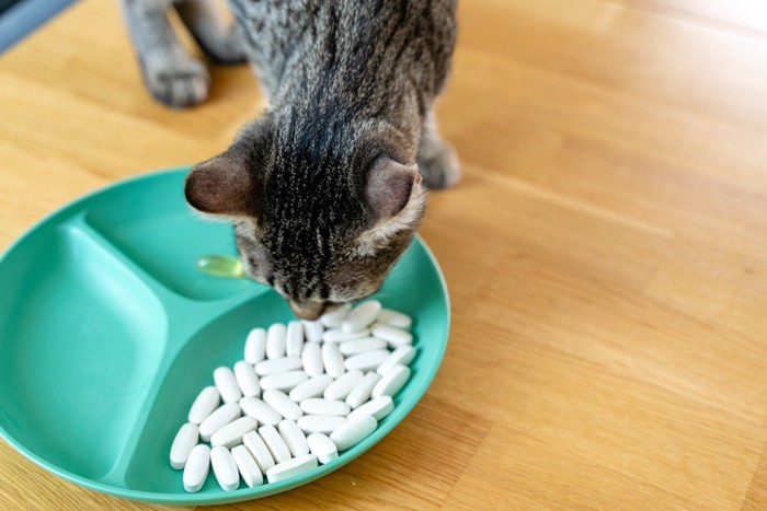 薬の臭いをかぐ猫