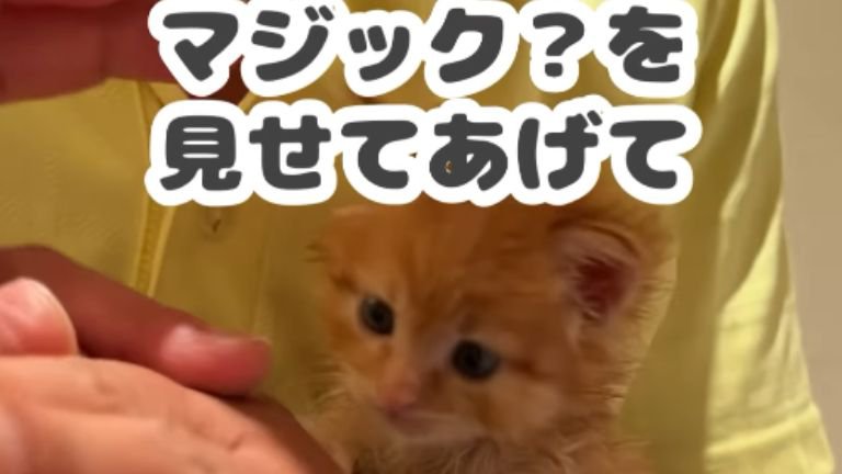 子猫を抱きかかえている男性