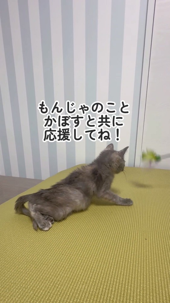 おもちゃで遊ぶ猫