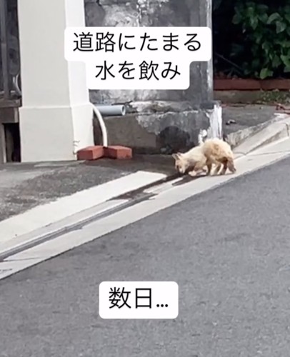 道路の水を飲む