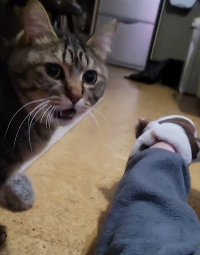 喋る猫