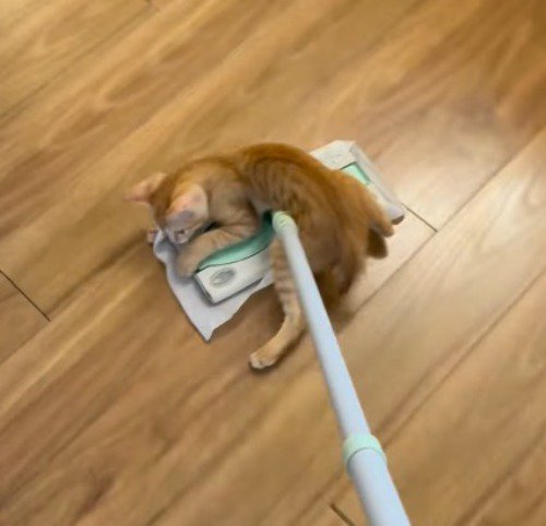 掃除道具の動きに合わせて体が動く子猫