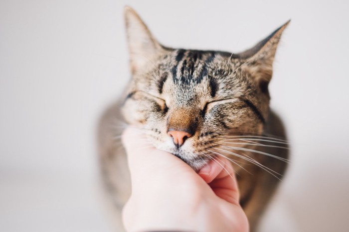 猫の顎をなでる人の手