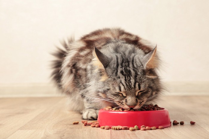 赤い食器で食べる猫