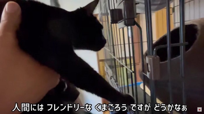 抱っこされる黒猫