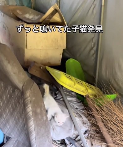 物の間を歩く猫（ずっと鳴いていた子猫発見）