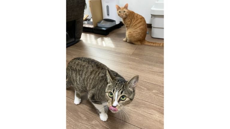 室内にいる猫たち