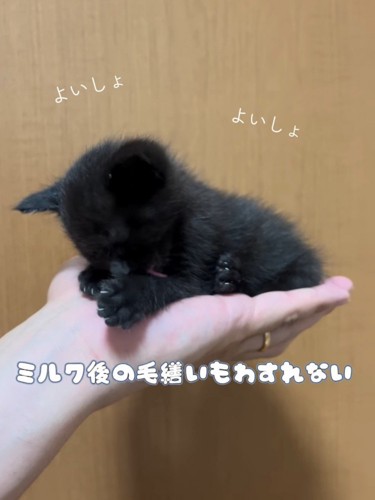 人の手のひらに乗る子猫