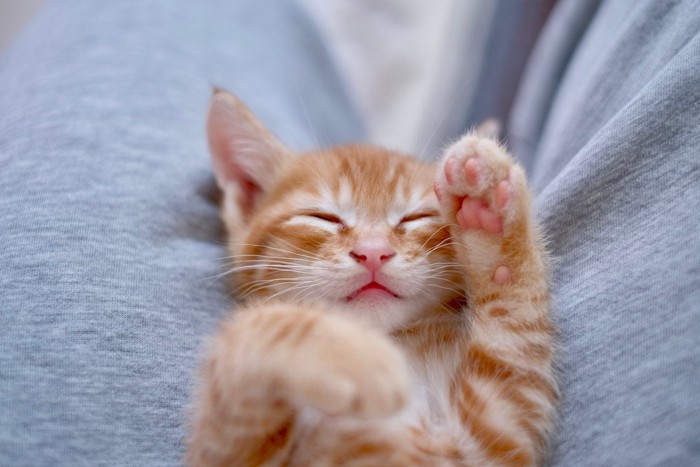 足にのぼろうとする子猫