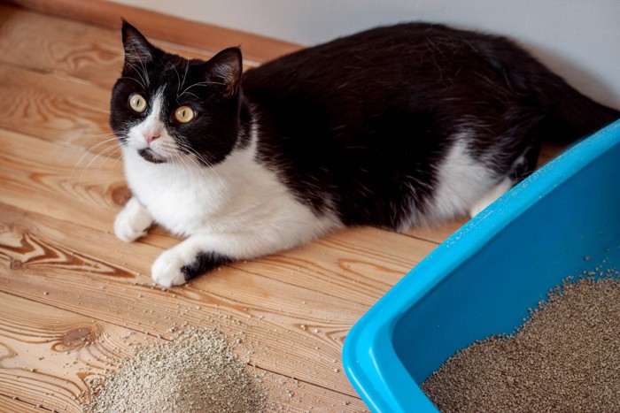 猫砂をまき散らしたハチワレ猫