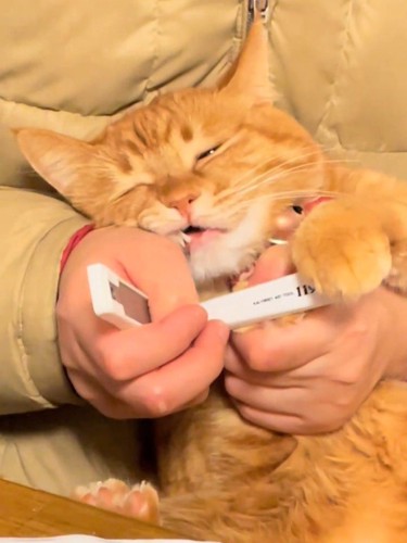目を細める猫