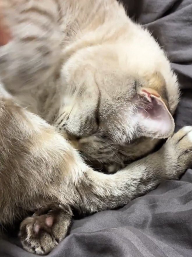 飼い主の指を振り払う猫