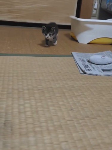 歩いてくる子猫