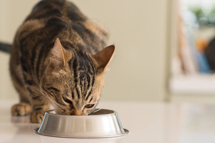 ガツガツ食べる猫