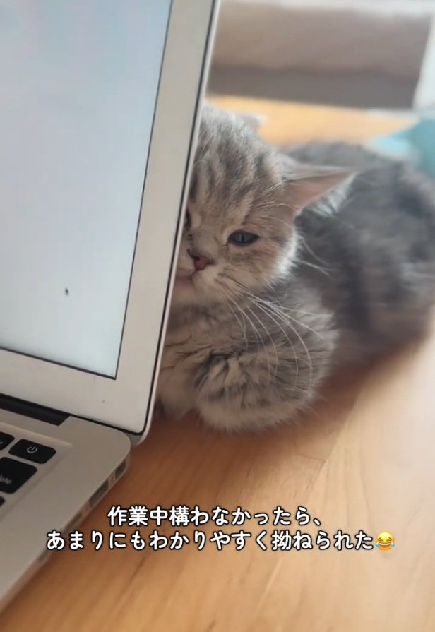 眠そうな猫