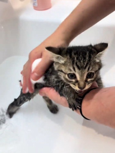 鳴く子猫