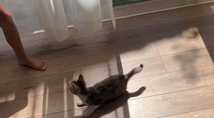 遊ぶ子猫
