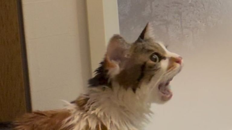 濡れている猫