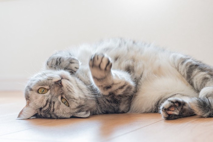 仰向けの猫