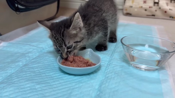 お皿に食らいつく子猫